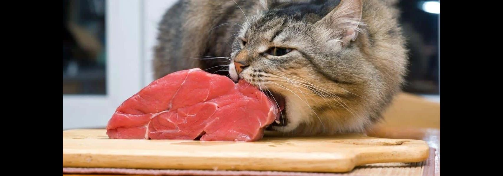 Cosa può Mangiare il Tuo Gatto? Curiosità e Consigli Utili!