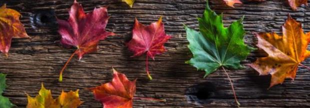 Detox per l’autunno? Come riequilibrare il corpo e depurarsi in modo sano