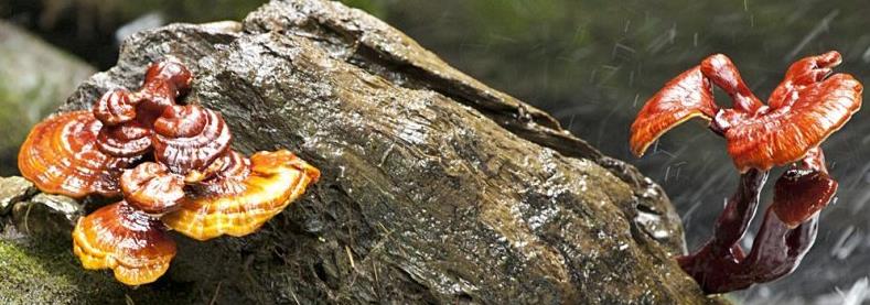 Ganoderma: benefici e proprietà