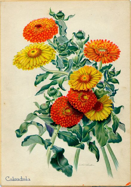 CALENDERM CREMA CALENDULA 10%