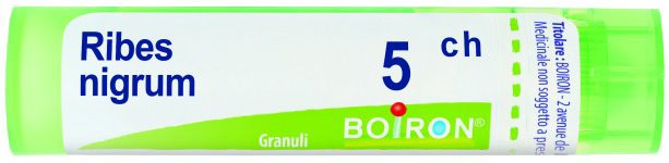 RIBES NIGRUM 5 CH
