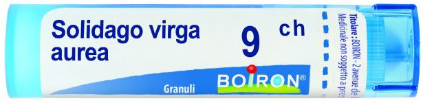 SOLIDAGO VIRGA AUREA 9 CH