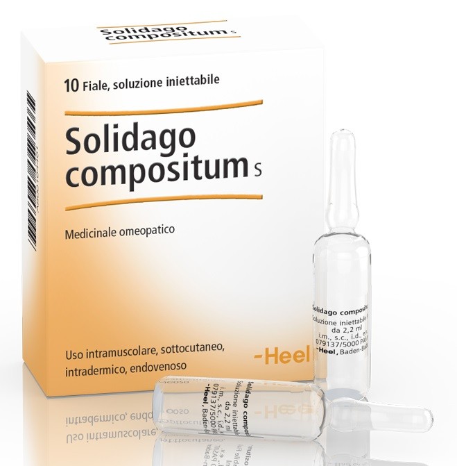 Solidago compositum