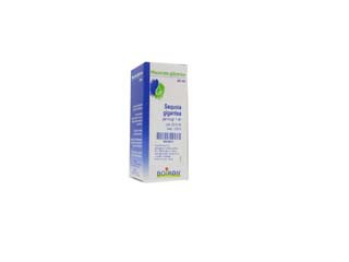 SEQUOIA GIGANTEA 60ML MG
